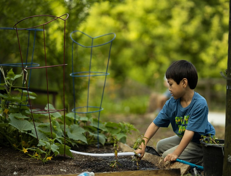 Vegetable Patches