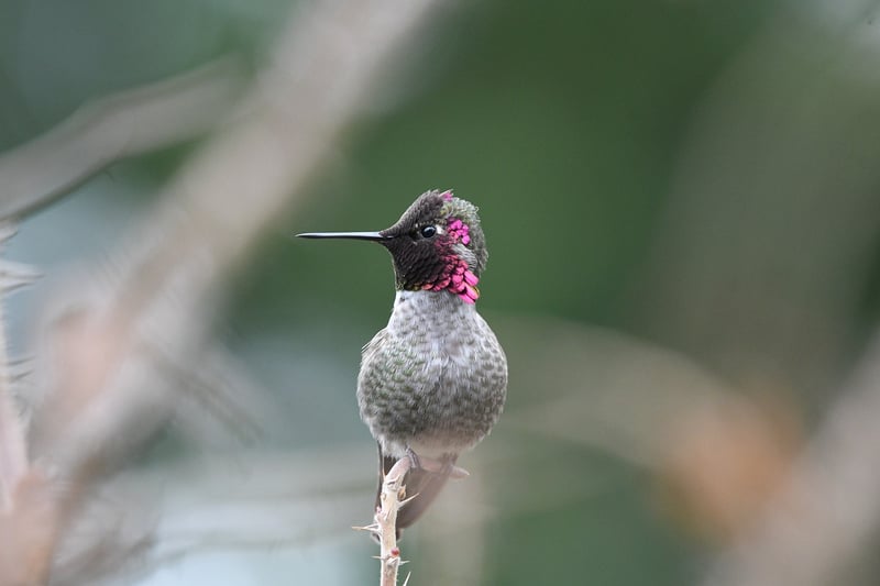 Hummingbird
