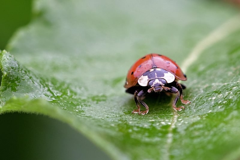 Ladybug